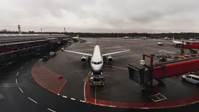 Қазақстандық авиакомпания құстармен соқтығысуына байланысты рейстер кестесін өзгертті, сурет - Zakon.kz жаңалық 23.06.2025 09:23