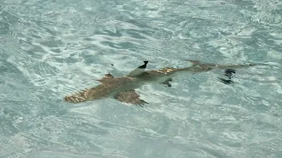 Аланья жағалауындағы акула туристерді әбігерге салды, сурет - Zakon.kz жаңалық 23.06.2025 13:23