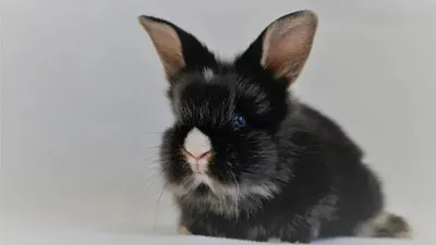 "Бүкіл үйді сасытқан": Алматылық әйел бір бөлмелі пәтерде 139 қоян асырап отыр, сурет - Zakon.kz жаңалық 24.06.2025 10:29