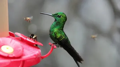 Алдағы жүз жылдықта Жер бетінен 500-ден астам құс түрі біржола жойылады, сурет - Zakon.kz жаңалық 25.06.2025 09:44