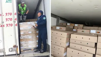 Ресейден Қазақстанға шошқа етін заңсыз әкелу әрекеті тоқтатылды, сурет - Zakon.kz жаңалық 26.06.2025 12:40