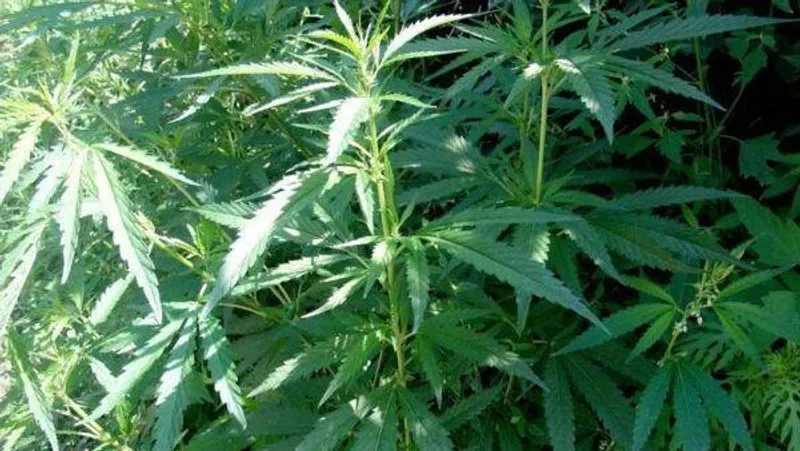 Қазақстанда жыл басынан бері есірткіге қатысты 1 500-ге жуық қылмыс тіркелді