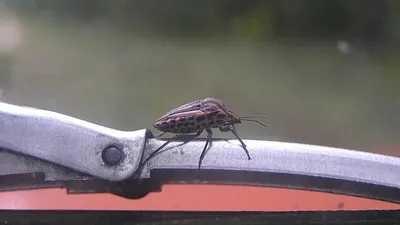 Алматылықтар үйлерді қандала басты деп дабыл қағуда , сурет - Zakon.kz жаңалық 27.06.2025 14:08