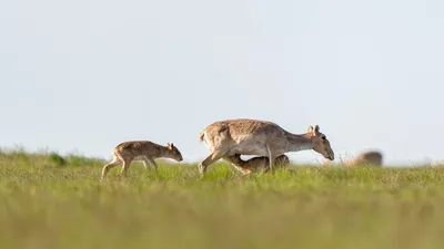 Қазақстанда киіктердің санын реттеу қайта басталады: шешім қабылданды, сурет - Zakon.kz жаңалық 28.06.2025 15:45
