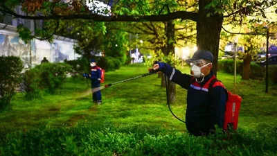 Алматыда қандаланың көбею себебі - әкімдік жауабы , сурет - Zakon.kz жаңалық 29.06.2025 16:54