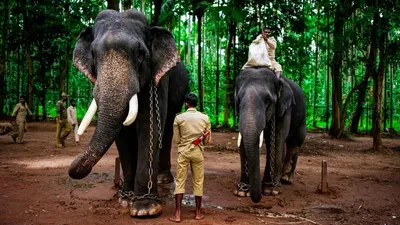 Үндістанда фестиваль кезінде піл адамдарға шабуыл жасады, сурет - Zakon.kz жаңалық 29.06.2025 11:23