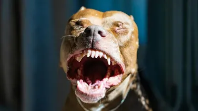 Алматы маңында қабаған иттер 10 жасар баланы талап тастаған, сурет - Zakon.kz жаңалық 01.07.2025 13:10