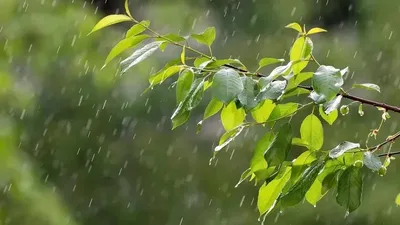 Жаңбыр, ауа райы болжамы, Қазақстан, дауылды ескерту, 3 шілде, сурет - Zakon.kz жаңалық 02.07.2025 19:44