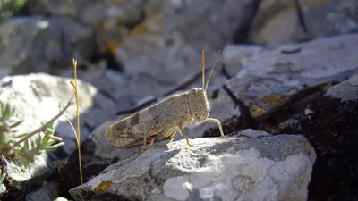 Жолдас Сағынғали, облыстық өсімдіктер карантині және өсімдіктерді қорғау жөніндегі мемлекеттік инспекция бөлімінің басшысы:, сурет - Zakon.kz жаңалық 04.07.2025 09:02