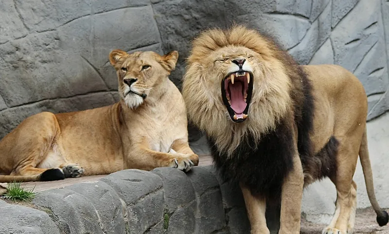 Анталиядағы зообақта арыстан тордан шығып, ер адамға шабуыл жасады