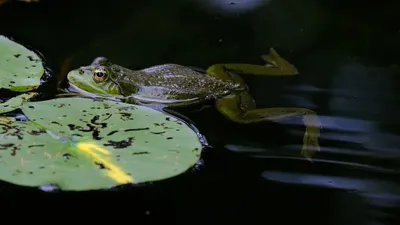 Алматы хайуанаттар бағындағы "лас тоғандар": мамандар мәлімдеме жасады, сурет - Zakon.kz жаңалық 08.07.2025 14:58