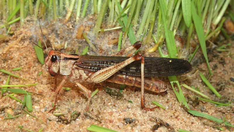 "Тор орнатып алыңыздар!". Атырауда тас жолда қаптаған шегірткелер көліктерге шабуылдауда