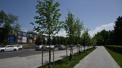 Алматы әкімі Дархан Сатыбалды күзгі ағаш отырғызу, көшелерді санитарлық тазалау және қалалық ортаны абаттандырудың жаңа стандарттарын енгізу бойынша кеңес өткізді., сурет - Zakon.kz жаңалық 09.07.2025 09:24