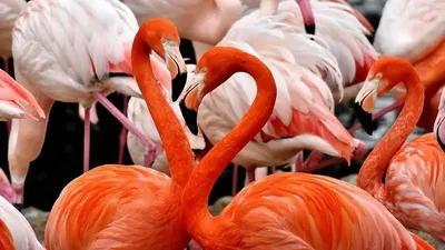 Қоқиқаздар, айна, Алматы, хайуанаттар бағы, сурет - Zakon.kz жаңалық 11.07.2025 18:20