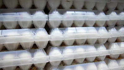 Сауда комитеті заңсыз жұмыртқа тасымалы мен азық-түлік тауарлары транзитіне бақылауды күшейтті, сурет - Zakon.kz жаңалық 12.07.2025 11:57