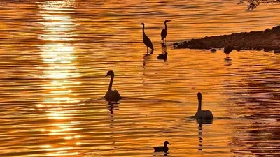 Ыстық, шаңды дауыл және өрт қаупі: 21 шілдеде қай өңірлерде ескерту жасалды, сурет - Zakon.kz жаңалық 20.07.2025 17:56