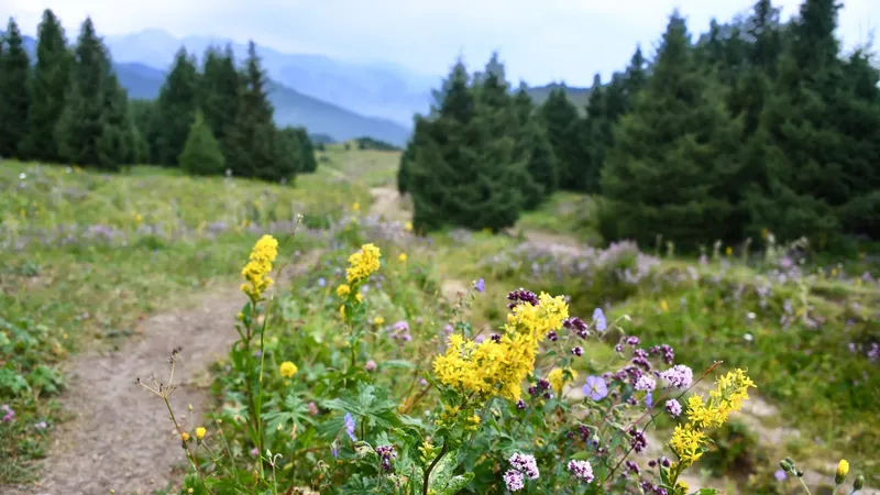 Алматы тауларында сингапурлық турист ауыр жарақат алды