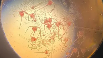 Каспийден бөгде әрі қауіпті фитопланктон табылды, сурет - Zakon.kz жаңалық 24.07.2025 17:20