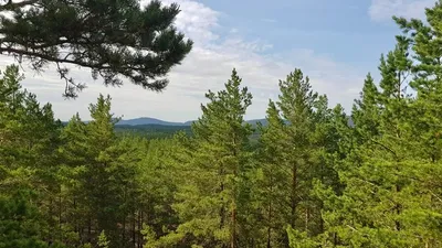 Орман, ШҚО, Алтай, қария, жоғалған, сурет - Zakon.kz жаңалық 25.07.2025 19:55