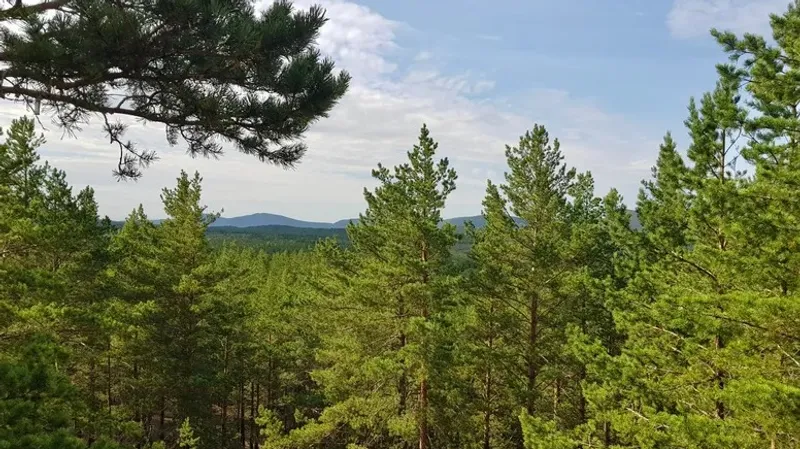 ШҚО-да орманға жидек теруге кетіп, жоғалған қария екі күннен кейін аман-есен табылды