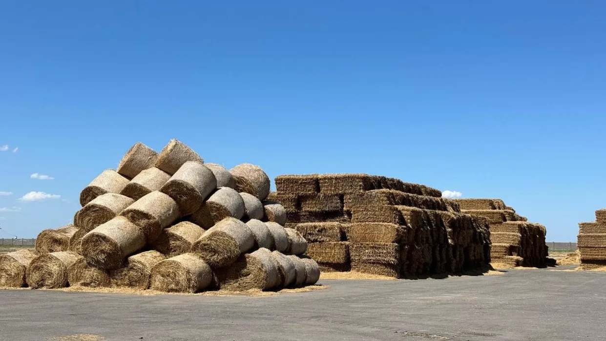 Студенттік секс пикнигін онлайн көріңіз Қызбен жыныстық қатынас