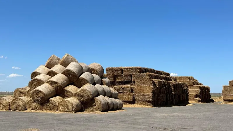 Қазақстанда 13,8 млн тонна мал азығы дайындалды