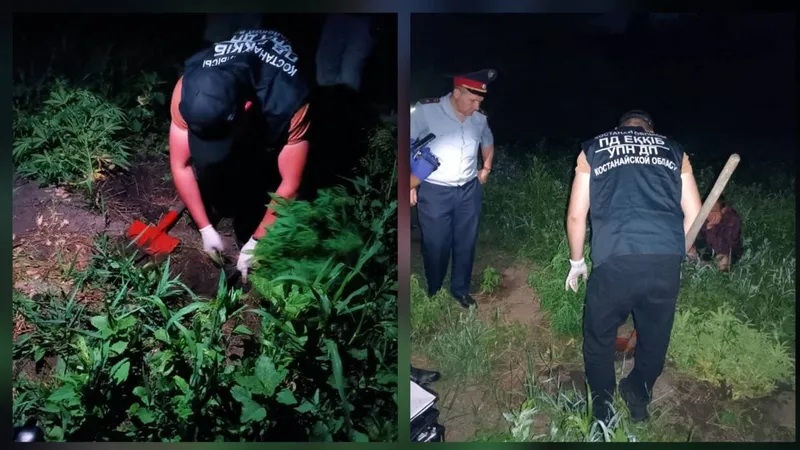 Қостанай облысында бақшасында каннабис өсімдіктерін өсірген күдікті ұсталды