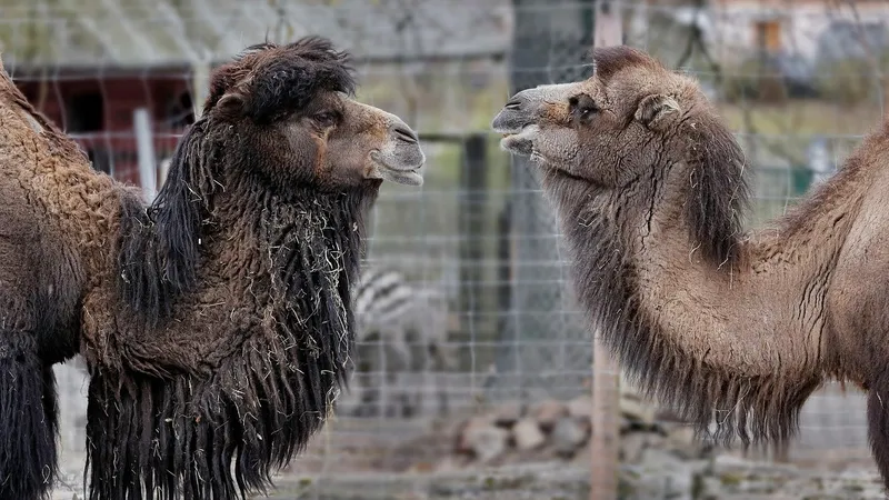 Атырау облысында түйелердің қандай індетке шалдыққаны әлі белгісіз