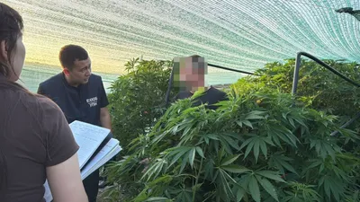 БҚО-да есірткіні заңсыз өсіру фактісі анықталды, сурет - Zakon.kz жаңалық 02.08.2025 18:03