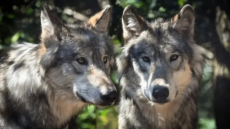 Нидерланд қорығында анасы мен ағасының көзінше қасқыр баланы орманға сүйреп кетті