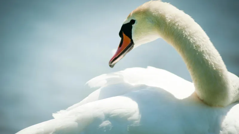 Алматыдағы ботаникалық баққа келген демалушылар аққуды тұншықтыруға тырысқан