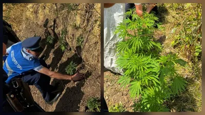 Түркістан облысында полицейлер 70-тен астам қарасора өсімдігін тәркіледі, сурет - Zakon.kz жаңалық 06.08.2025 12:28