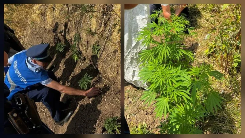 Түркістан облысында полицейлер егіс алқабына егілген қарасора өсімдігін анықтады