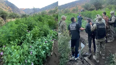 "Қарасора-2025" жедел-профилактикалық іс-шарасы шеңберінде Түркістан облысы Полиция департаментінің қызметкерлерімен жүргізілген жедел-іздестіру іс-шарасы барысында Созақ ауданының таулы аймағында құрамында есірткі заты бар өсімдіктерді егудің ірі плантациясы анықталды. , сурет - Zakon.kz жаңалық 07.08.2025 10:28