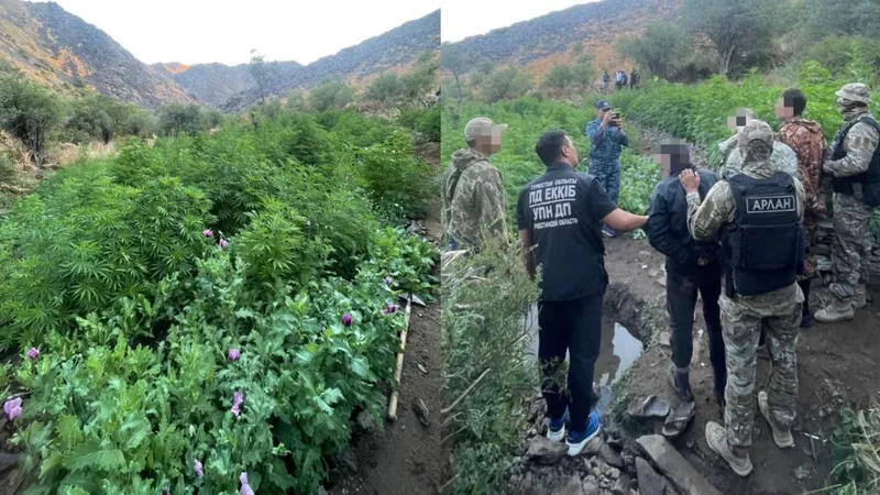 Түркістан облысында полиция мыңнан астам қарасора мен көкнар түптерін тәркіледі