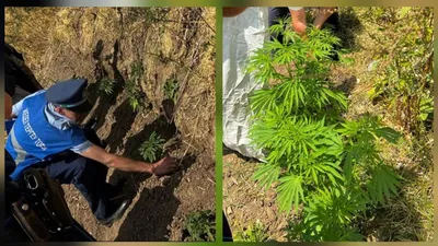 Қарасора, Түркістан облысы, полиция, рейд, сурет - Zakon.kz жаңалық 08.08.2025 19:58