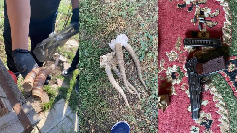 Батыс Қазақстан облысында полицейлер заңсыз қару мен киік мүйіздерін тәркіледі