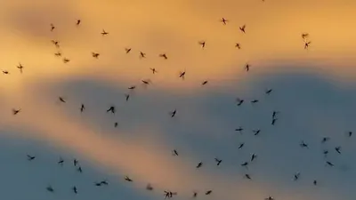 Маса, жыртқыш, Қытай, чикунгунья, вирус, күрес , сурет - Zakon.kz жаңалық 10.08.2025 10:40