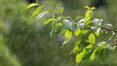 Жаңбыр, найзағай, 12 тамыз, ауа райы болжамы, Қазақстан, сурет - Zakon.kz жаңалық 11.08.2025 22:46