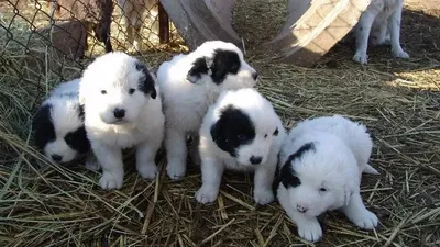 Тоқаев тазы мен төбетті ұлттық бренд ретінде кеңінен насихаттау жөнінде тапсырма берді, сурет - Zakon.kz жаңалық 11.08.2025 09:14