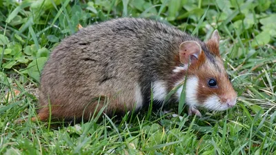 2025 жылғы 11 тамыз түнінде Алматыда құтқарушылардың көмегі жануарларға – қойлар мен хомяктарға қажет болды. Олар өрт шыққан ғимараттан құтқарылды, деп хабарлайды Zakon.kz., сурет - Zakon.kz жаңалық 12.08.2025 14:38