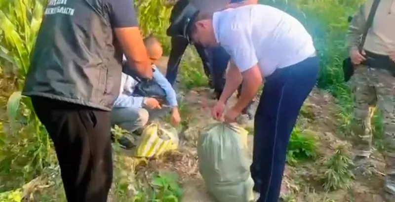 Полицейлер жүгері алқабының арасына жасырын есірткі өсірген тұрғынды әшкереледі, сурет - Zakon.kz жаңалық 17.08.2025 20:11