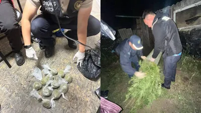 Қостанай облысында полицейлер саяжай бақшасына қарасора өсірген тұрғынды әшкереледі, сурет - Zakon.kz жаңалық 21.08.2025 17:32