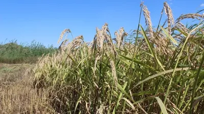 Қазақстанда жаңа күріш сорты шығарылды, сурет - Zakon.kz жаңалық 25.08.2025 10:24