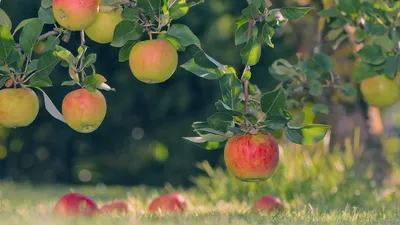 Шымкентте екі алма бағын салу кезінде 685 млн теңге желге ұшты, сурет - Zakon.kz жаңалық 27.08.2025 14:55