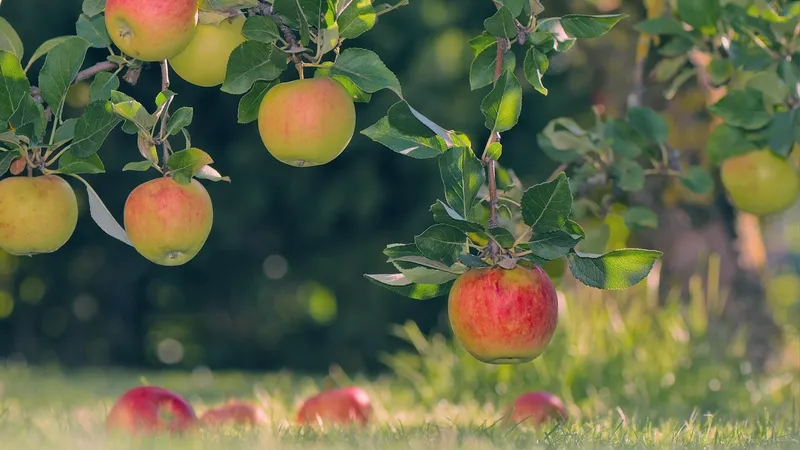 Шымкентте екі алма бағын салу кезінде 685 млн теңге желге ұшты