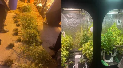 Фитозертханаға айналған жертөле: Қостанайда тұрғынның үйінен 16 түп қарасора тәркіленді, сурет - Zakon.kz жаңалық 27.08.2025 18:20