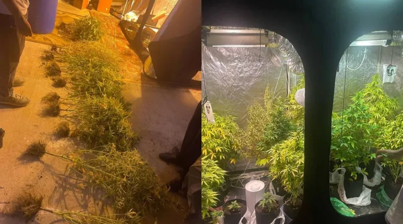 Фитозертханаға айналған жертөле: Қостанайда тұрғынның үйінен 16 түп қарасора тәркіленді