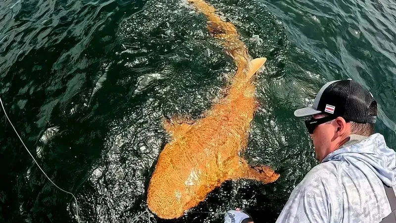 Ғалымдар ерекше қызғылт-сары акуланы аулады