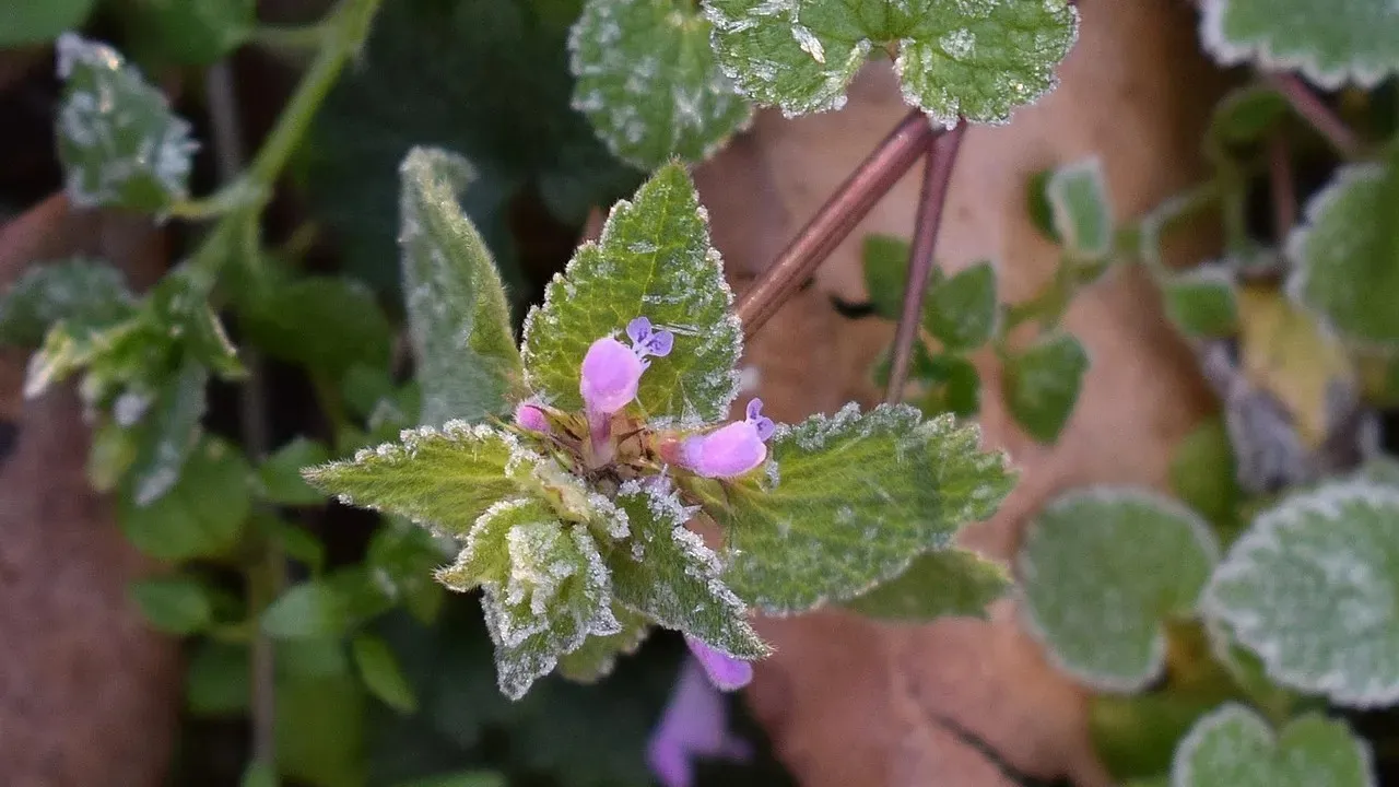 Секс қыз жылайды